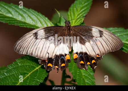 Orchard Swallowtail Butterfly (Papilio aegeus) female Stock Photo