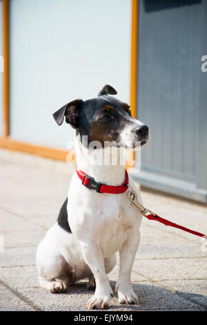 Jack Russell terrier dog waiting patiently for his boss tied up with red belt Stock Photo