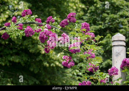 Rosa Bleu Magenta, rambling rose Stock Photo