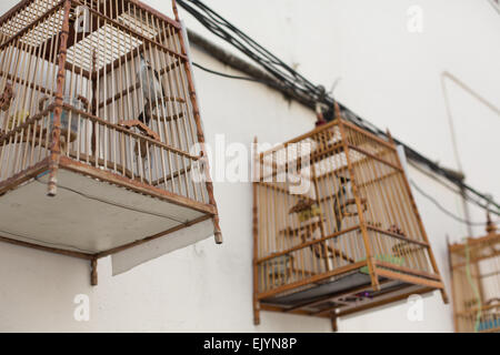 Asian birds hang from three bamboo cages from a side street (Soi) in Thonburi, Bangkok, Thailand. Stock Photo