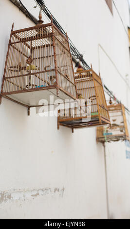 Asian birds hang from three bamboo cages from a side street (Soi) in Thonburi, Bangkok, Thailand. Stock Photo