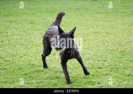 German Shepherd dog running with tennis ball in mouth Stock Photo