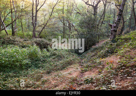 Soft light in an English woodland in late summer with parched grasses and pale greens and yellows in the trees. Stock Photo