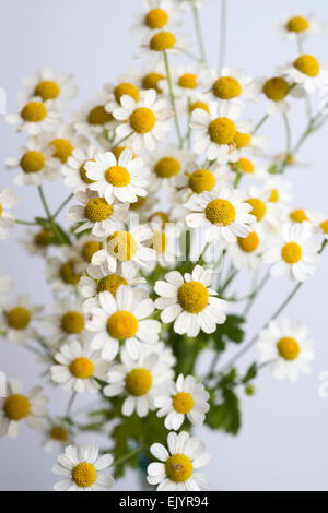 Summer annual flower feverfew Stock Photo