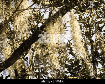 Spanish Moss Hanging in Southern Live Oak Tree, Tampa, FL Stock Photo