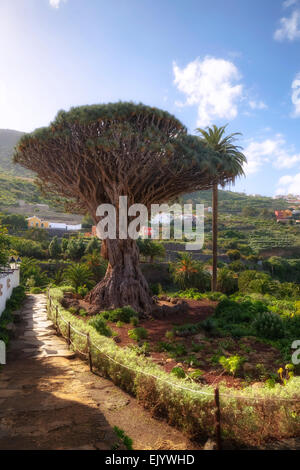Dragon Tree, Icod de los Vinos, Tenerife, Canaries, Spain Stock Photo