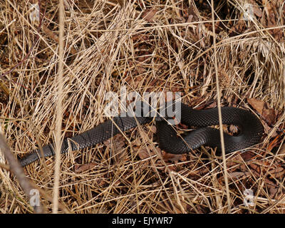 Common European adder / Vipera berus Stock Photo