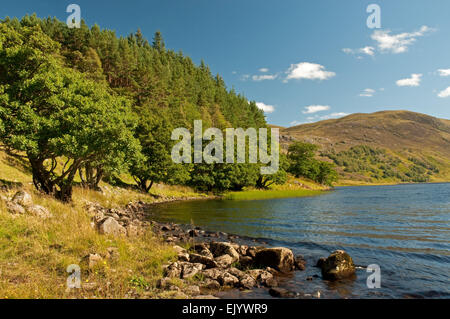 Alder Trees on the shore of Loch Killin Stock Photo