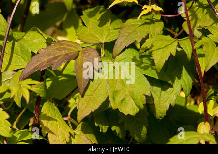 Leaves of macropetala Blue Bird Clematis Stock Photo