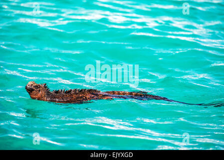 Marine Iguana swimming in beautiful blue water in the Galapagos Islands Stock Photo