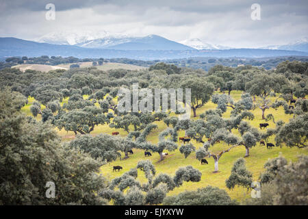 At Salamanca, a breeding of Spanish fighting bulls in Winter (Spain). Holm oaks (Quercus ilex macrocarpa). Salamanca Province. Stock Photo