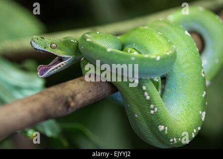 Morelia viridis,gruener Baumpython, Green Python, Green Tree Python, Stock Photo