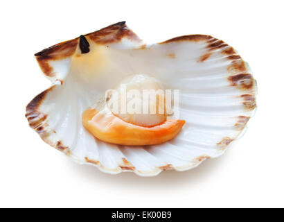 Raw scallop on white background Stock Photo