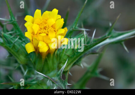 Common golden thistle / Spanish oyster thistle (Scolymus hispanicus) in flower Stock Photo