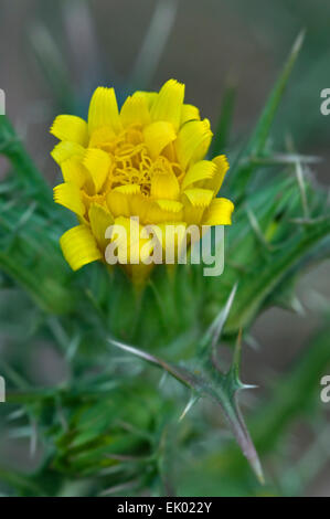 Common golden thistle / Spanish oyster thistle (Scolymus hispanicus) in flower Stock Photo