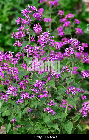 Annual honesty (Lunaria annua) in flower Stock Photo