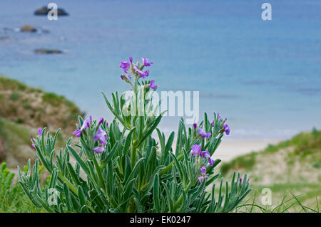 Sea stock (Matthiola sinuata / Cheiranthus muricatus) in flower in the dunes along the coast Stock Photo