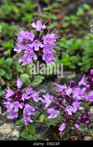Large thyme / broad-leaved thyme / lemon thyme / broadleaved thyme / mother of thyme (Thymus pulegioides) in flower Stock Photo