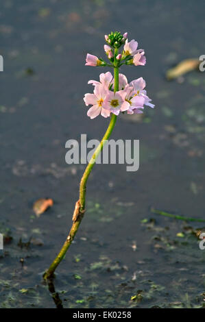 Water violet / featherfoil (Hottonia palustris) in flower in pond Stock Photo
