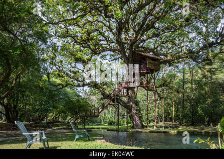 A tree-house under the canopy of a giant oak tree. Panama, Central ...