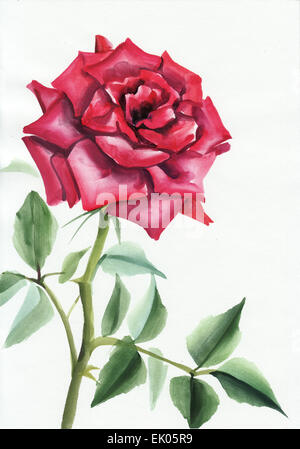 Purple rose original watercolor painting on white background Stock Photo