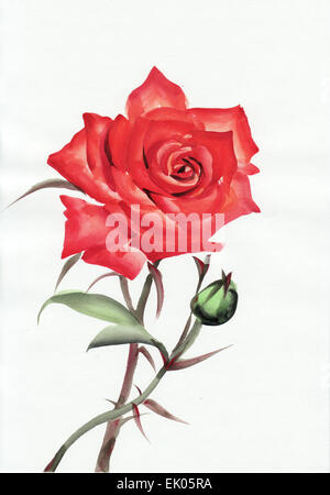 Red rose original watercolor painting on white background Stock Photo