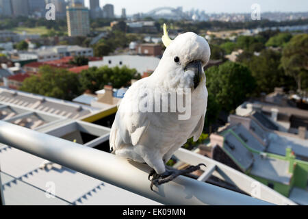 Sulphur-Crested Cockatoo walking on a hand rail Sydney New South Wales Australia Stock Photo