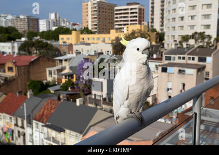 Sulphur-Crested Cockatoo sitting on a hand rail Sydney New South Wales Australia Stock Photo