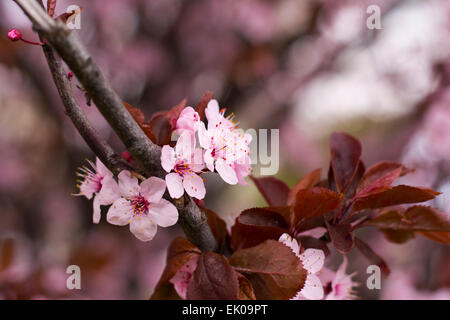 Close up of tiny purple wild flowers blooming in woods on spring day ...