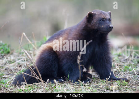 Wolverine (Gulo gulo). Largest member of the Weasel family, Mustelidae. Found in Northern Europe, Canada, Alaska, Russia. Stock Photo