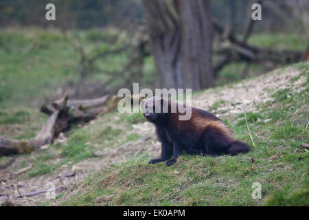 Wolverine (Gulo gulo) or Glutton. Largest member of the Weasel family, Mustelidae. Found in Northern Europe, Canada, Siberia. Stock Photo