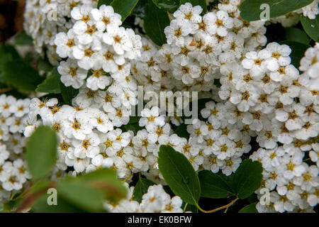 Van Houtte Spiraea vanhouttei flowering shrub Stock Photo