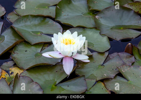 Pond with water lilies floating Stock Photo