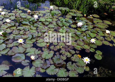 Pond with water lilies floating Stock Photo