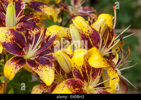 Asiatic Lily Lilium ' Graffity ', lilies, lily, Close up Flowers Stock Photo