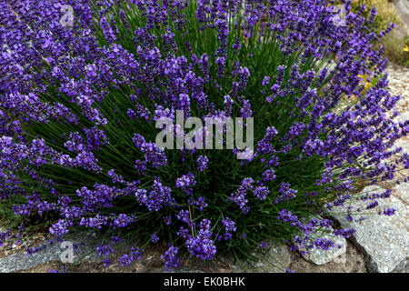 Lavender on a stone wall Stock Photo