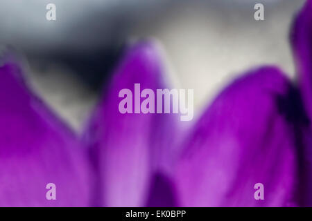 Close up of Spring crocus vernus Stock Photo