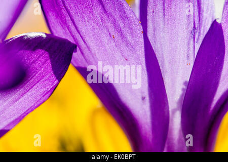 Close up abstract flower crocus purple Stock Photo