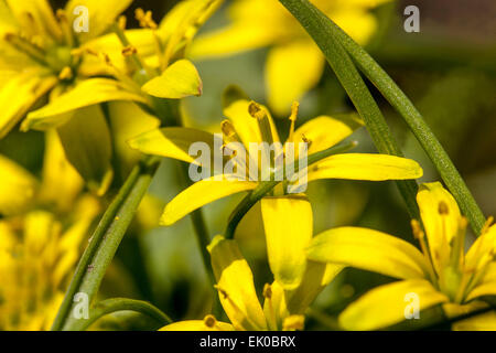 Yellow Star-of-Bethlehem flower Gagea lutea Stock Photo