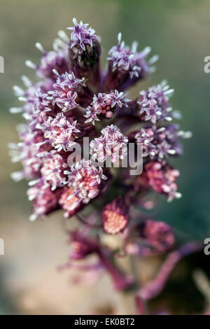Butterbur Petasites hybridus, flowering, Pestilence Wort, Bog Rhubarb, Devils Hat Stock Photo