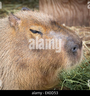 Capybara portrait. Native of South America, the Capybara is the largest rodent in the world Stock Photo