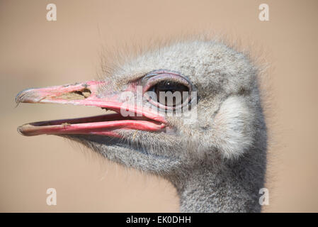 Head of an ostrich (Struthio camelus), close up, side view, commercial farm in Oudtshoorn, Western Cape, South Africa Stock Photo