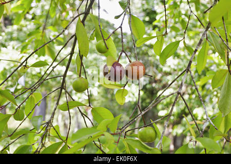 Local kokum fruit on a tree Garcinia indica, Goa, India Stock Photo