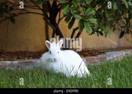 Picture of a White Jersey Wooly Rabbit in an outdoor grassy area with natural light. In a resting position. Stock Photo