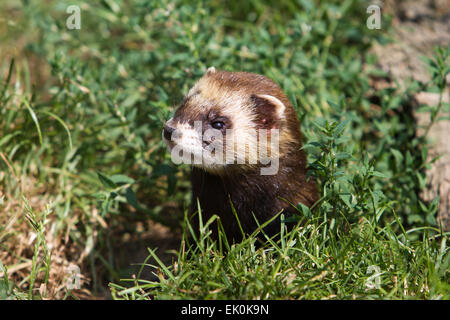 European Polecat in the UK. Summer Stock Photo