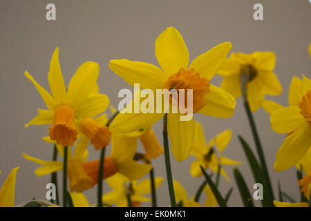 Dwarf Daffodil narcissus tete a tete Jetfire with its bright yellow flowers with a long trumpet-shaped centre ( corona ). Stock Photo