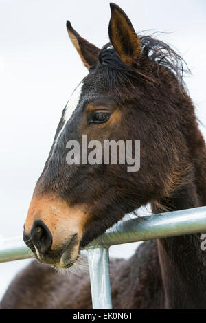 Foal Horse Looking Out Of Paddock Stock Photo