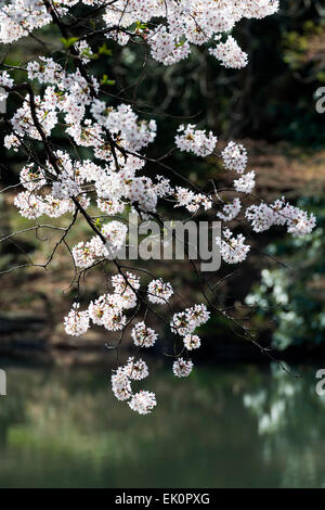 Shinjuku Gyoen Park cherry blossom hanami sakura April 2023, Tokyo city ...