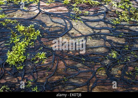 A network of dark strands of fungi called rhizomorphs of Honey Fungus Armillaria mellea on an old rotten tree trunk. Stock Photo