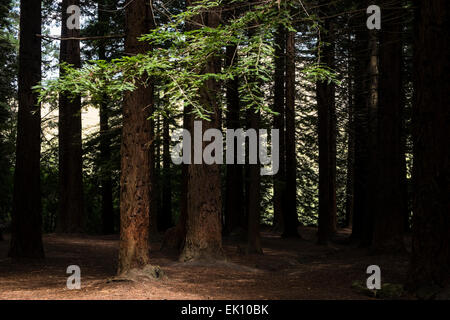 Sequoiadendron giganteum, giant redwood grove in Te Mata, New Zealand. Stock Photo